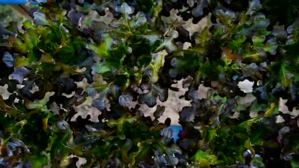 Closeup Στο Φρέσκο Κόκκινο Μαρούλι Βελανιδιάς Υδροπονικό Σωλήνα Του Συστήματος — Αρχείο Βίντεο