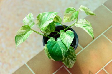 Masada Epipremnum Mermer Kraliçesi