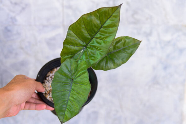 Alocasia Plumbea Nigra in black pot 