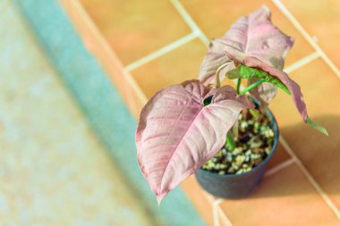Fresh PINK SİNİUM 'a yakın çekim