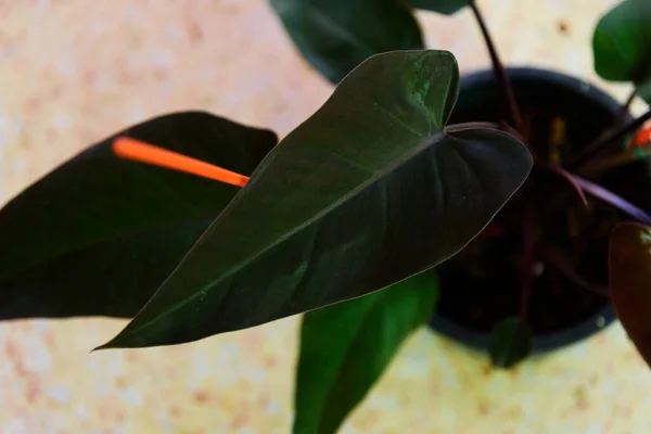 Closeup Philodendron Red Anderson Pot — Stockfotografi