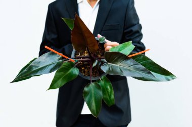 Philodendron Majestelerine yakın çekim.    