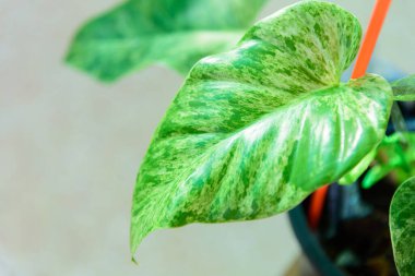 Philodendron Giganteum 'a Yakın Varyasyon