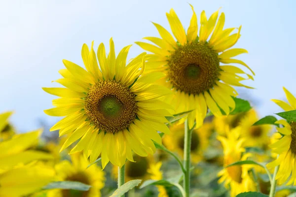 Frische Sonnenblume Mit Blauem Himmel Bei Sonnenschein — Stockfoto