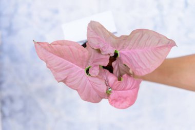 Fresh PINK SİNİUM 'a yakın çekim