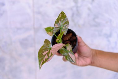 Sengonyuma yakın. Tencereye pembe sıçrama.