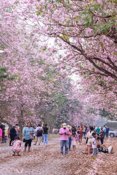 Nakhonpathom Thailand Feb 2022 Lot Traveler Pink Trumpet Tree Row — Stock Photo, Image