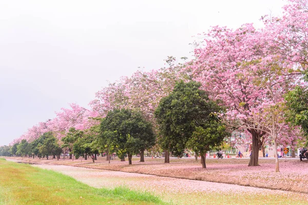 Pink Trumpet Tree Row Road — Stock Photo, Image