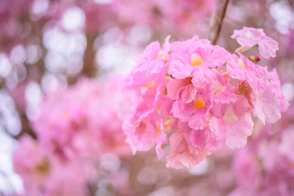 Pembe Trompet Ağacı Yolun Kenarında — Stok fotoğraf