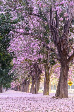 Pembe trompet ağaç satırda gündoğumu sis ile gündoğumu ile süresi / pembe trompet