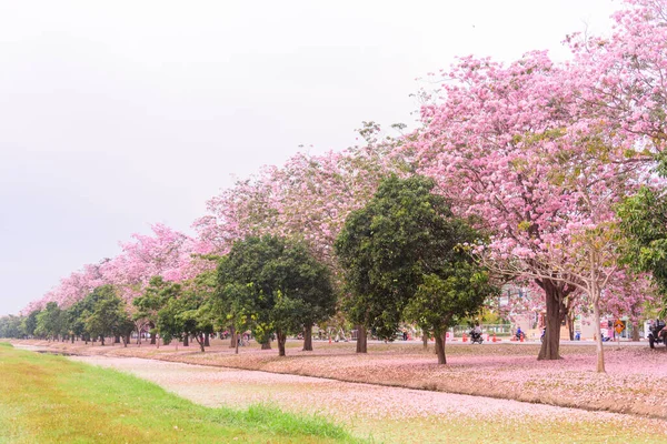 Pink Trumpet Tree Row Mist Sunrise Time Pink Trumpet Sunrise — Stock Photo, Image