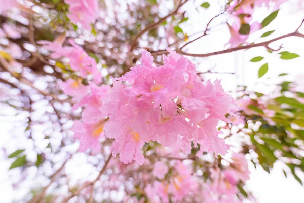 Pembe Trompet Ağaç Satırda Gündoğumu Sis Ile Gündoğumu Ile Süresi — Stok fotoğraf