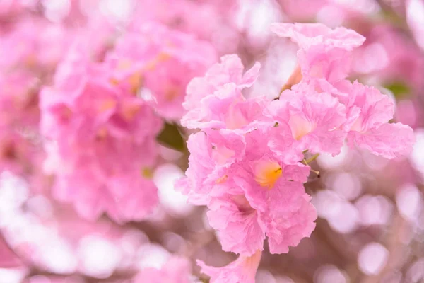 Pinkfarbener Trompetenbaum Der Morgenstunde — Stockfoto