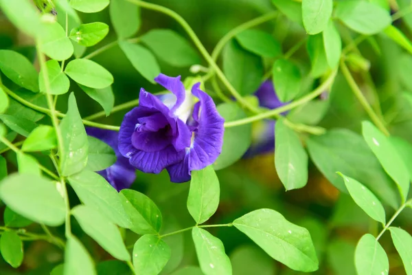 Nahaufnahme Von Schmetterling Erbsenbaum Garten — Stockfoto