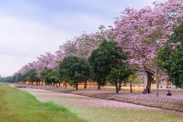 Růžová Trubka Strom Řádek Ranní Čas — Stock fotografie