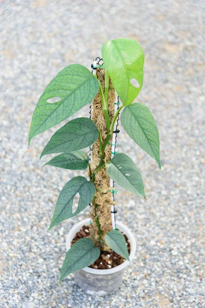 Feuille Fraîche Epipremnum Pinnatum Cebu Bleu Dans Pot — Photo