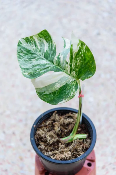 Monstera Borsigiana Albo Variegated Pot — Stock Photo, Image