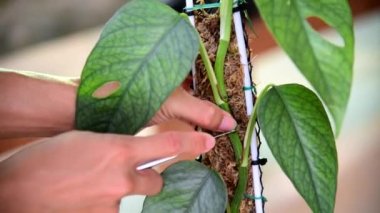 Epipremnum Pinnatum Cebu Blue 'nun taze yaprağını bitki için kes.