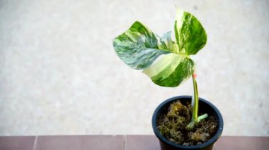 Monstera Borsigiana Albo tencerede çeşitlendi