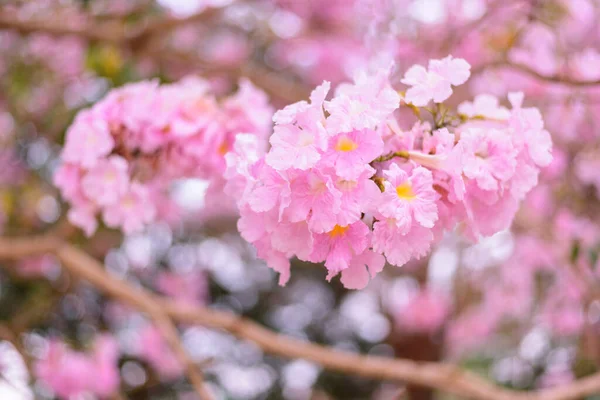 Pembe Trompet Ağacına Yakın — Stok fotoğraf