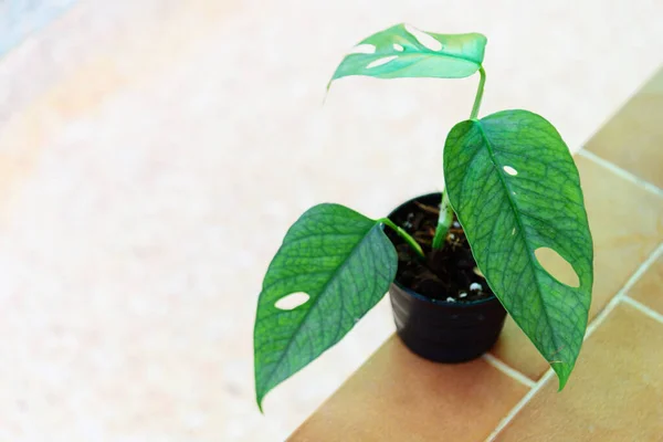 Frisches Blatt Von Epipremnum Pinnatum Cebu Blue — Stockfoto