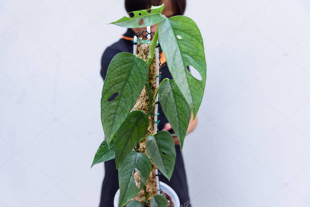 Fresh leaf of Epipremnum Pinnatum Cebu Blue