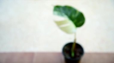 Monstera Borsigiana Albo tencerede çeşitlendi