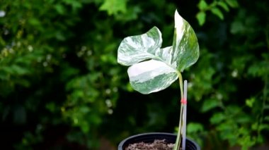 Monstera Borsigiana Albo tencerede çeşitlendi