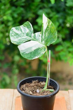 Monstera Borsigiana Albo tencerede çeşitlendi