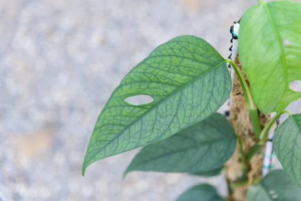 Epipremnum Pinnatum 'un taze yaprağı Cebu Blue