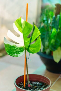 Monstera Borsigiana Albo tencerede çeşitlendi