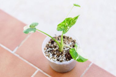 Alocasia Okinawa Silver 'a yakın.   