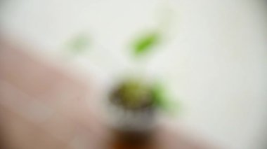 Alocasia Okinawa Silver in the pot 'a odaklan.   