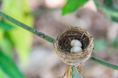 Ağaçtaki kuş yumurtası