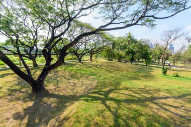 Kamu parkında büyük yeşil ağaç