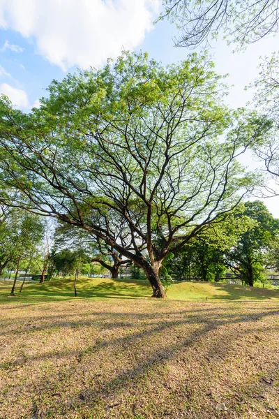 Velký Zelený Strom Veřejném Parku — Stock fotografie