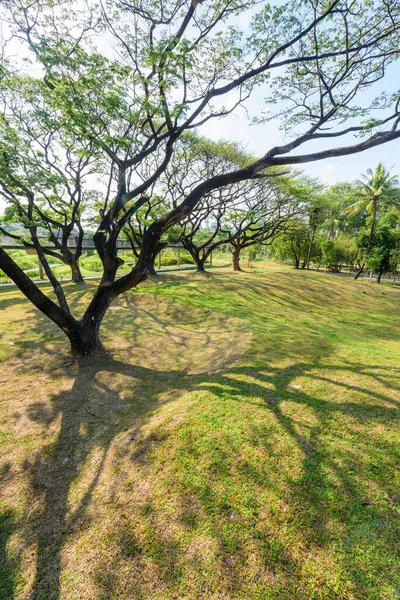 Grande Árvore Verde Parque Público — Fotografia de Stock