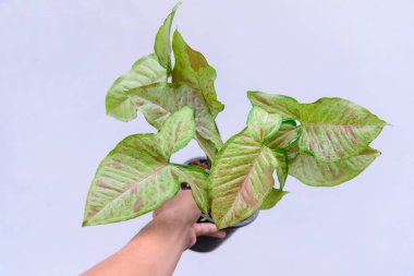 Tenceredeki syngonium confretti 'ye yakın çekim.   