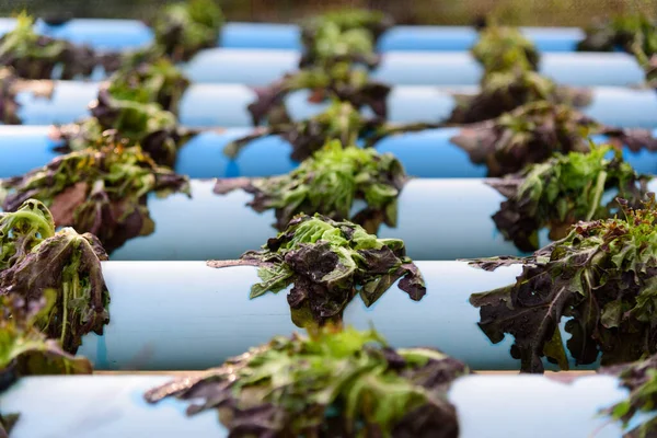 Hidrofonik sistem borularındaki aşırı sıcaklıktan dolayı ölmüş Red Oak Marulları