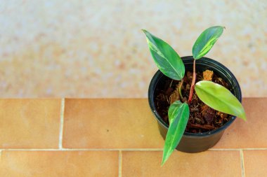 Philodendron Kırmızı Zümrüt / Philodendron Çilek Sallaması