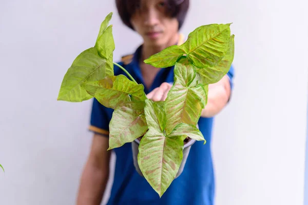 Closeup Syngonium Confetti Pot — Stok Foto