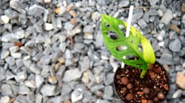 Monstera adansonii aurea 'ya yakın.  