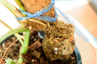 Monstera Borsigiana 'nın fidanlık kökü Albo bitkileri kesmeden önce çeşitlendirildi