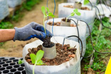 Adam Fidanı toprağa diker.