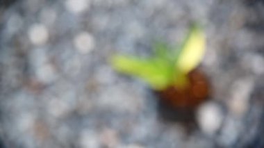 Demlikte çeşitlendirilmiş Monstera Stanleyana Aurea 'ya odaklan  