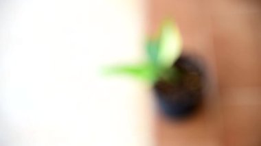 Demlikte çeşitlendirilmiş Monstera Stanleyana Aurea 'ya odaklan  