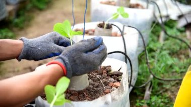 Adam diker Karpuz Sapını toprağa