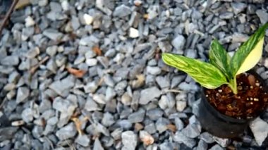 Monstera standleyana aurea 'nın farklı bir çeşidi var. 