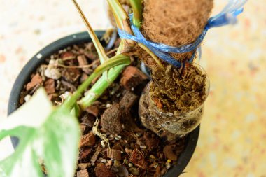 Monstera Borsigiana 'nın fidanlık kökü Albo bitkileri kesmeden önce çeşitlendirildi