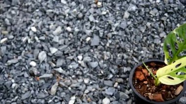 Monstera adansonii Albo Albo Devi 'nin görüntüsü